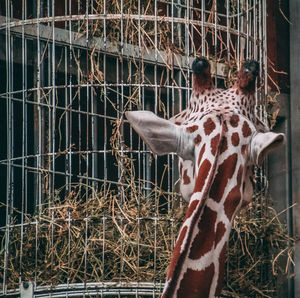 Giraffe in zoo