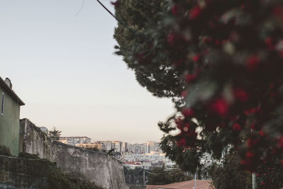 Trees and buildings against sky