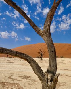 Bare tree on desert against sky