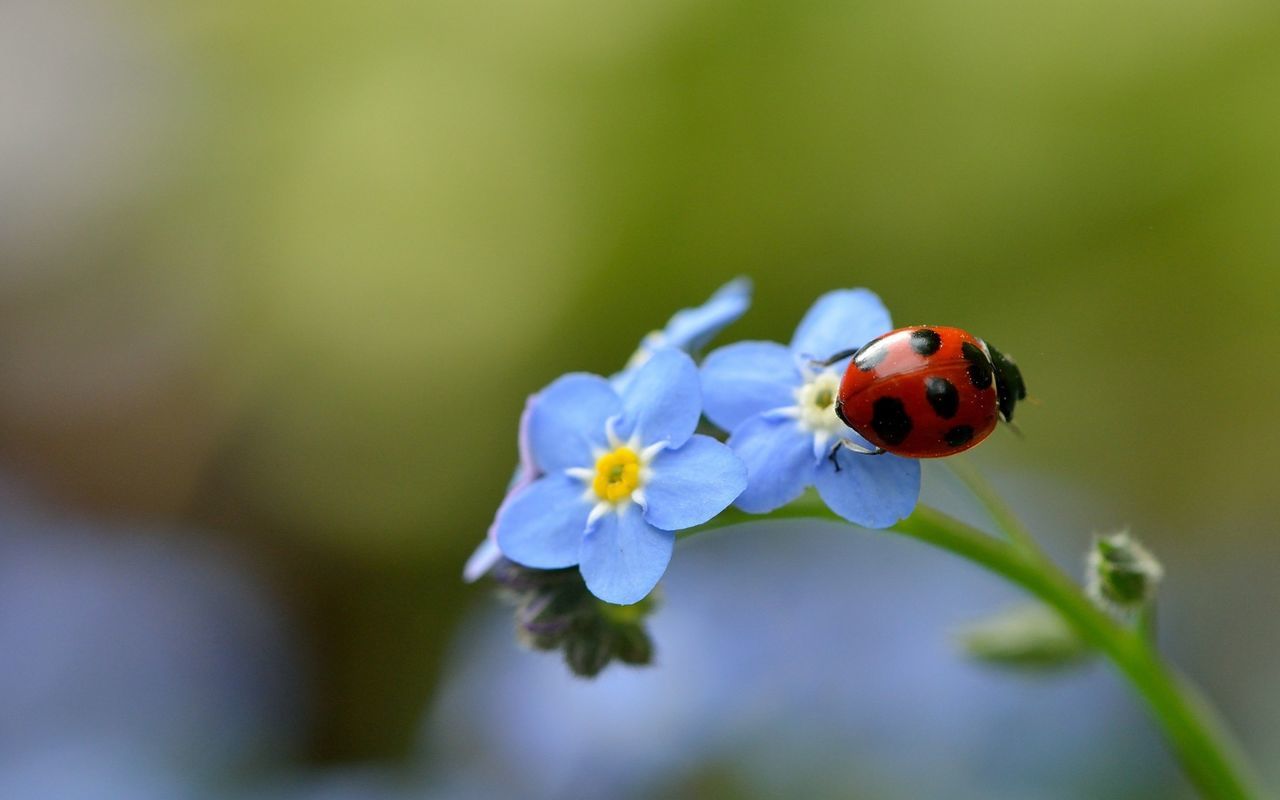 flower, flowering plant, invertebrate, plant, insect, animal wildlife, close-up, animal themes, animal, fragility, one animal, ladybug, animals in the wild, vulnerability, beauty in nature, beetle, focus on foreground, petal, nature, day, flower head, no people, small