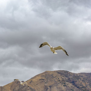 Low angle view of seagull flying in sky