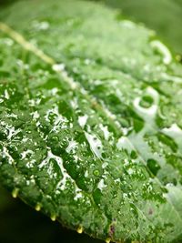 Close-up of wet leaves