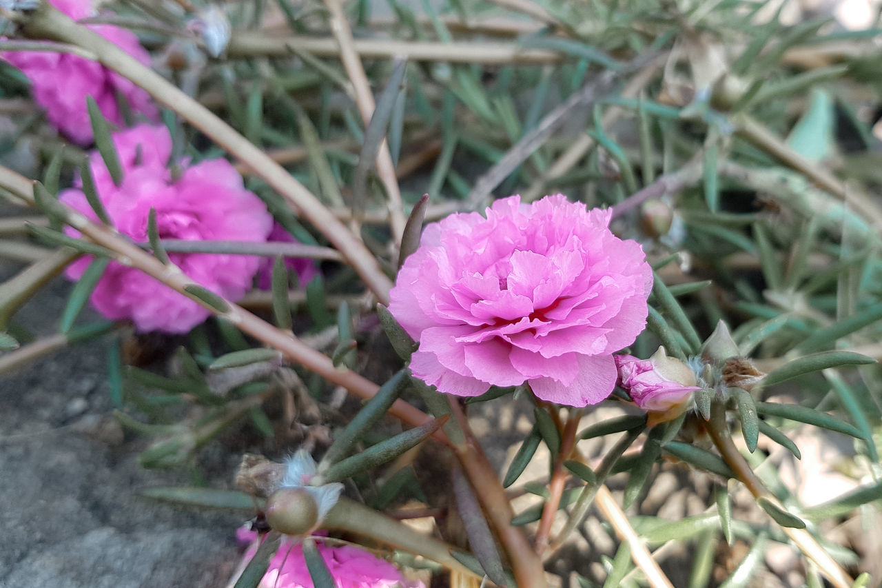 CLOSE-UP OF PINK FLOWER