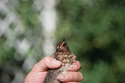 Close-up of hand holding a bird