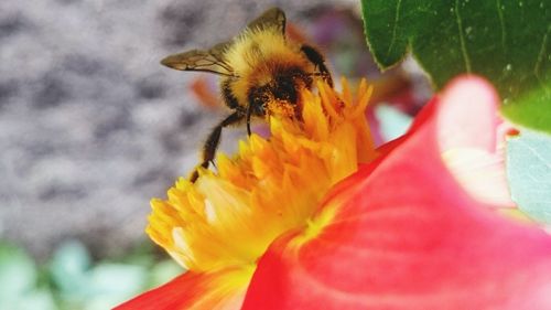 Close-up of bee on yellow flower