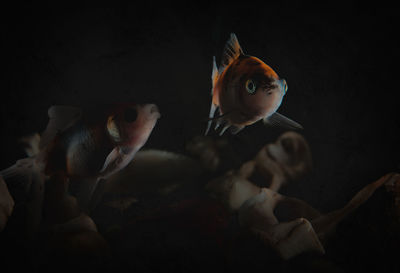 Fish swimming in sea