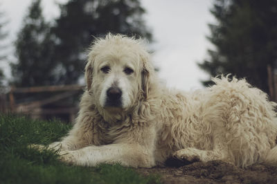 Portrait of dog relaxing outdoors
