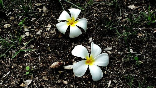 Close-up high angle view of white flower