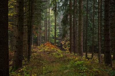 Trees in forest