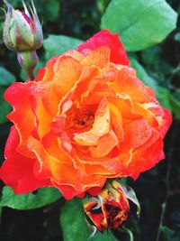 Close-up of red flowers