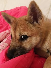 Close-up of dog lying on bed