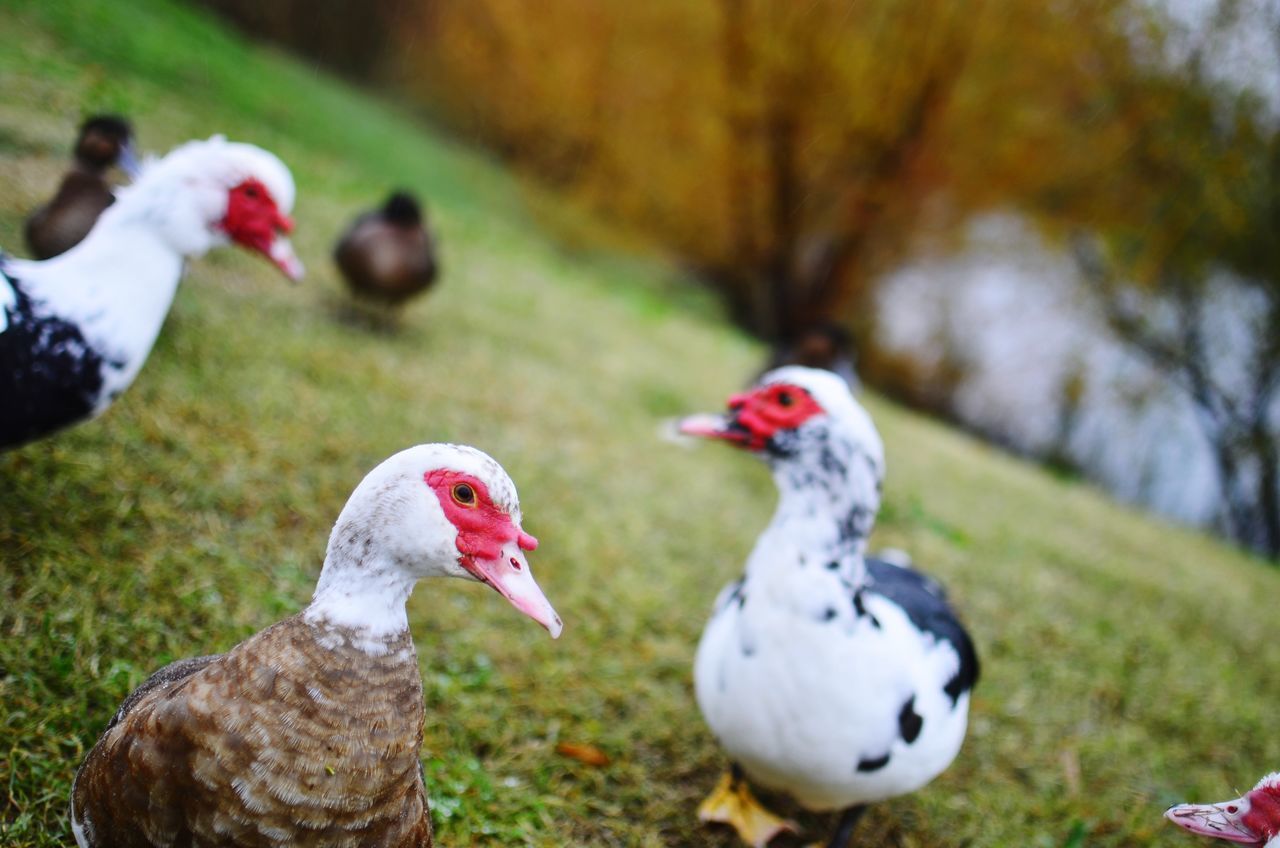 bird, animal themes, vertebrate, poultry, animal, group of animals, duck, animals in the wild, muscovy duck, nature, animal wildlife, focus on foreground, no people, field, day, outdoors, grass, white color, plant, land