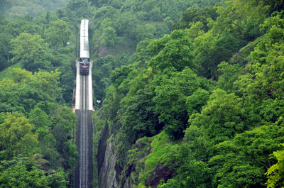 Scenic view of trees in forest