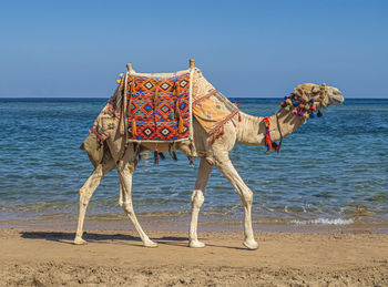 Camel walking at beach in egypt