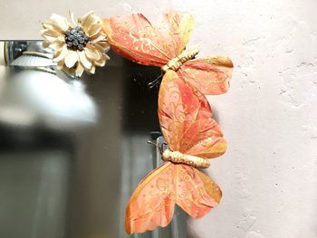 Close-up of orange flower