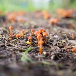 Close-up of orange mushroom