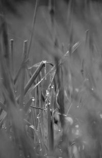 Close-up of raindrops on grass