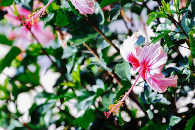 Close-up of pink hibiscus flower