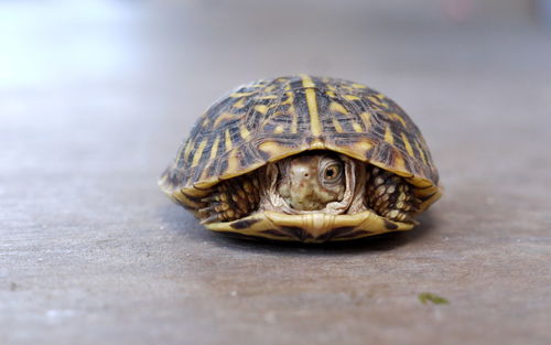 Close-up of desert box turtle on footpath