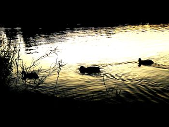 Silhouette of ducks swimming in lake during sunset