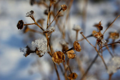 Close-up of wilted plant during winter