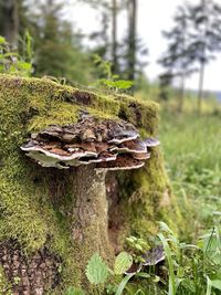 Close-up of mushroom growing on tree trunk