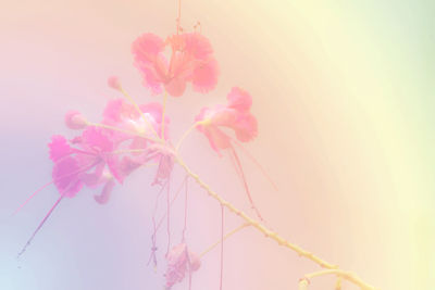 Close-up of pink flowering plant against sky