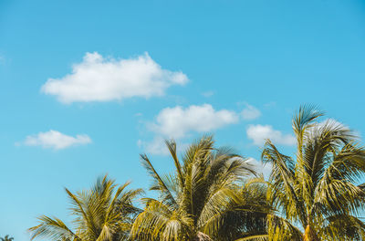 Low angle view of palm trees against blue sky