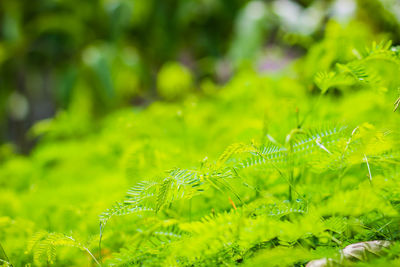 Close-up of fern leaves on field