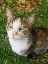 Close-up portrait of cat on field