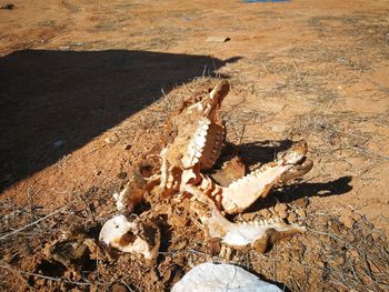 High angle view of animal skull