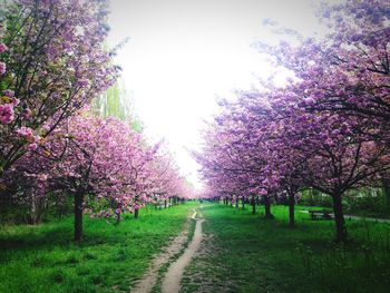 Footpath amidst trees in park