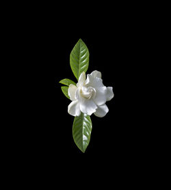 Close-up of white rose against black background