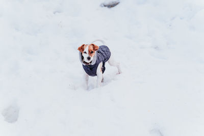 Dog on snow covered land