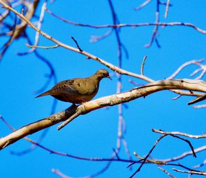 Low angle view of bird perching on tree against blue sky