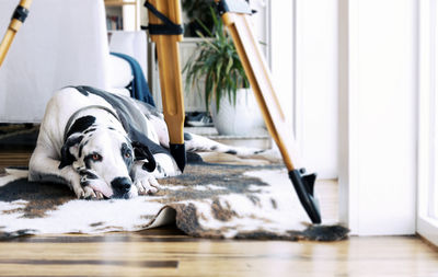 Dog relaxing on mattress at home