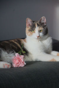 Portrait of cat relaxing on bed at home
