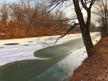 Bare trees on snow covered land