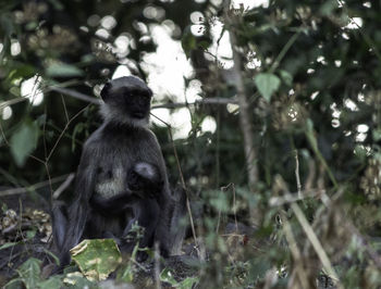 Monkey sitting on land in forest