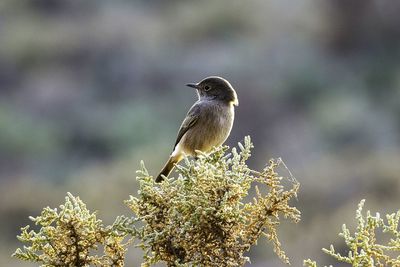 Close-up of bird perching on tree