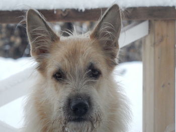 Close-up portrait of dog