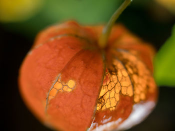 Close-up of fruit