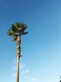 Low angle view of coconut palm tree against clear blue sky