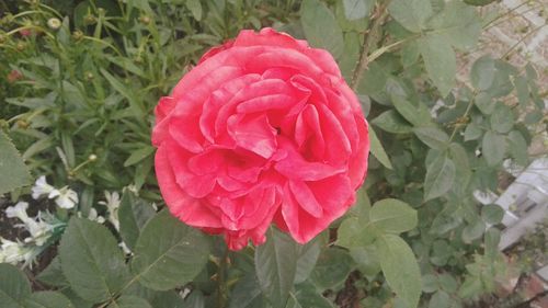 Close-up of rose blooming outdoors
