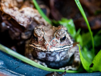 Close-up of frog on leaf