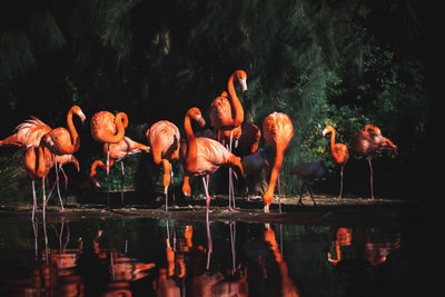 Flock of flamingoes at lake