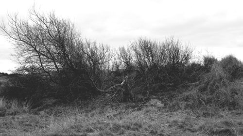 Trees on field against cloudy sky