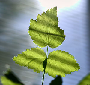 Close-up of green leaf