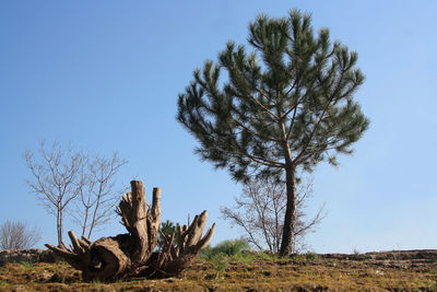 Cactus plant on field against clear blue sky