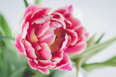 Close-up of pink rose